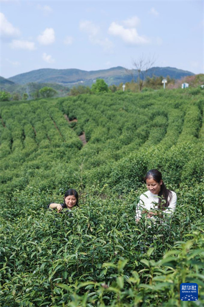 Zhejiang : le festival de cerfs-volants « Brise printanière sur dix lieues » dynamise le tourisme rural
