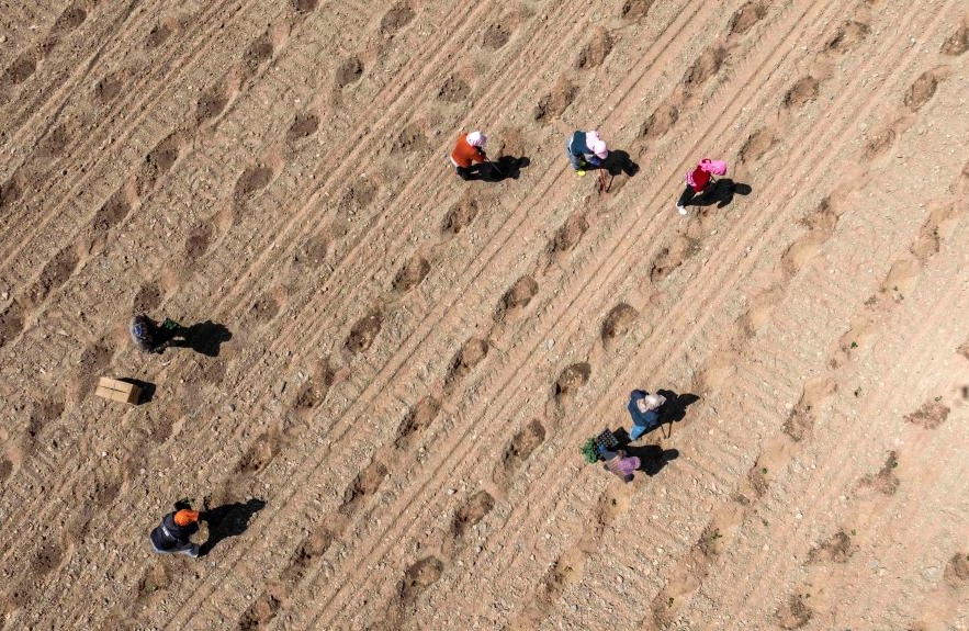 Ningxia : la plantation de pastèques Xisha a commencé à Zhongwei