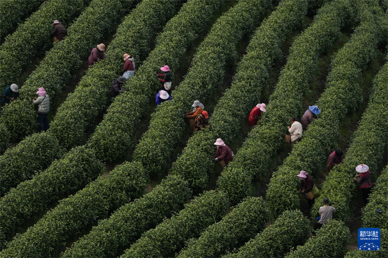 Zhejiang : la récolte du thé blanc a commencé dans les jardins de thé d'Anji