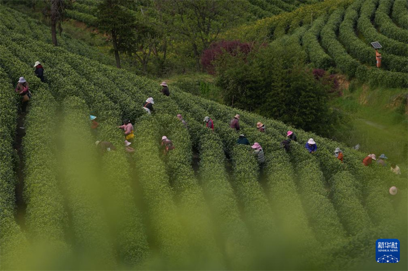 Zhejiang : la récolte du thé blanc a commencé dans les jardins de thé d'Anji