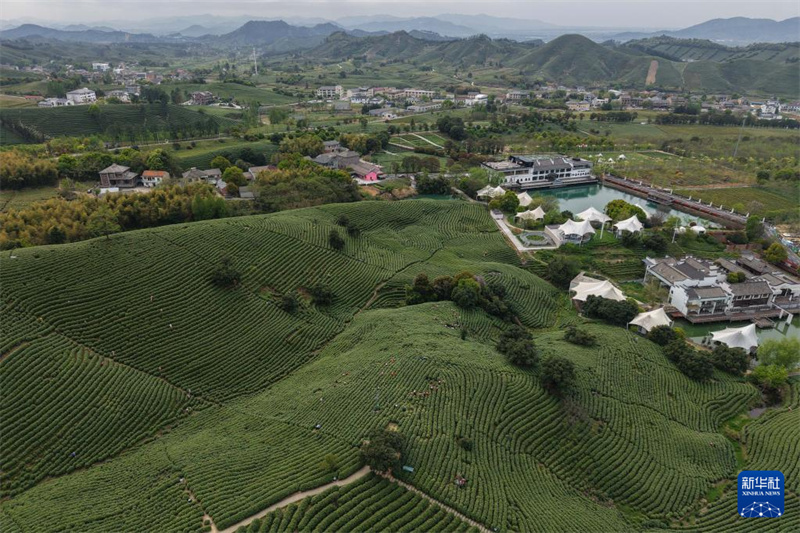 Zhejiang : la récolte du thé blanc a commencé dans les jardins de thé d'Anji