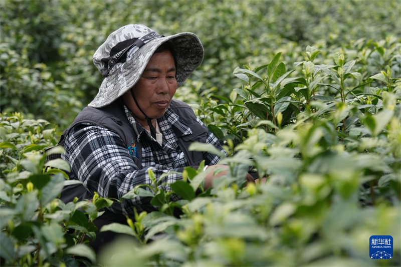 Zhejiang : la récolte du thé blanc a commencé dans les jardins de thé d'Anji