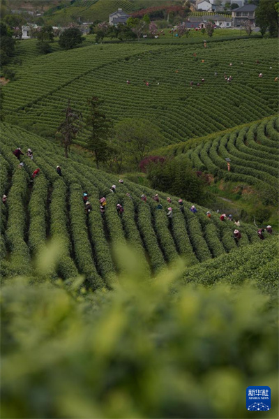 Zhejiang : la récolte du thé blanc a commencé dans les jardins de thé d'Anji