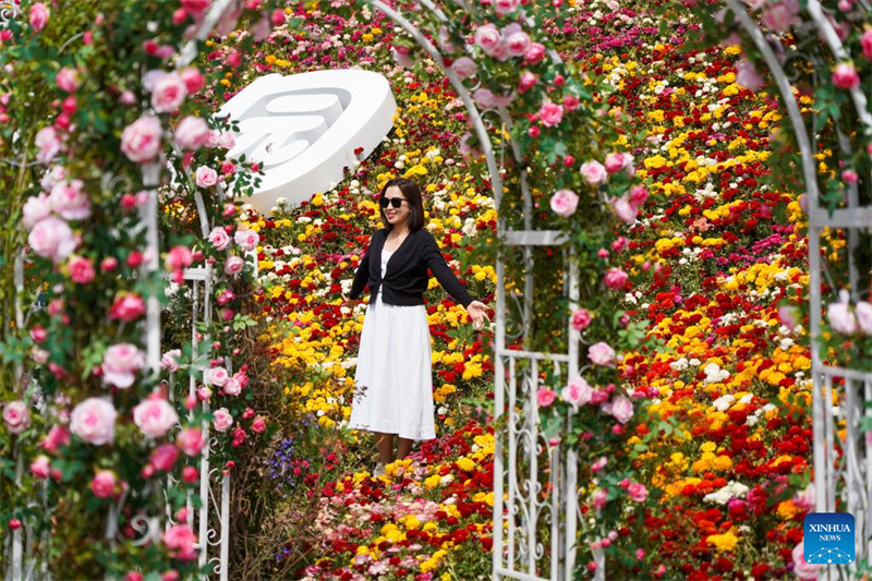 Shandong : le tourisme autour des fleurs renforce les revenus des habitants