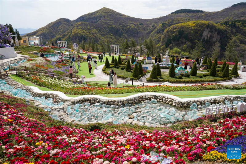Shandong : le tourisme autour des fleurs renforce les revenus des habitants