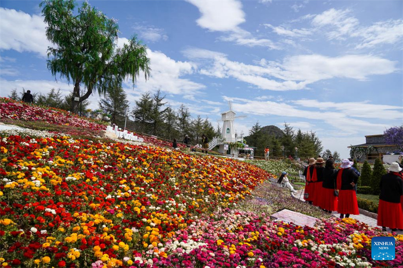 Shandong : le tourisme autour des fleurs renforce les revenus des habitants