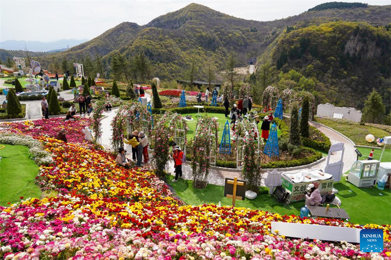 Shandong : le tourisme autour des fleurs renforce les revenus des habitants