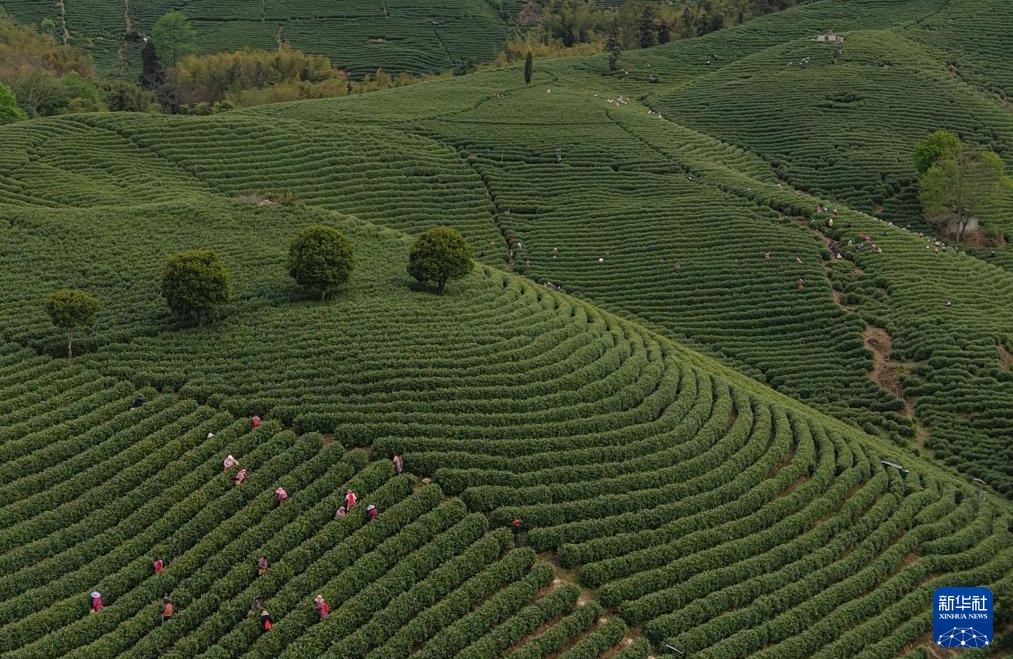 Zhejiang : la récolte du thé blanc a commencé dans les jardins de thé d'Anji