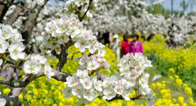 Hebei : les fleurs de poirier attirent les touristes à Jinzhou