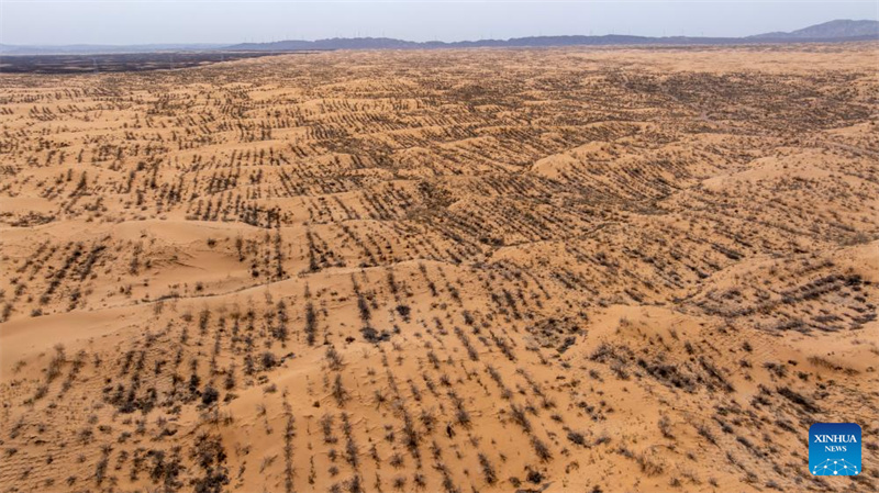 Ningxia : l'amélioration des barrières contre le sable du désert de Tengger à Zhongwei