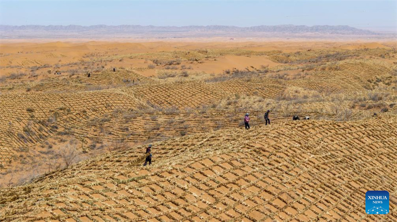 Ningxia : l'amélioration des barrières contre le sable du désert de Tengger à Zhongwei