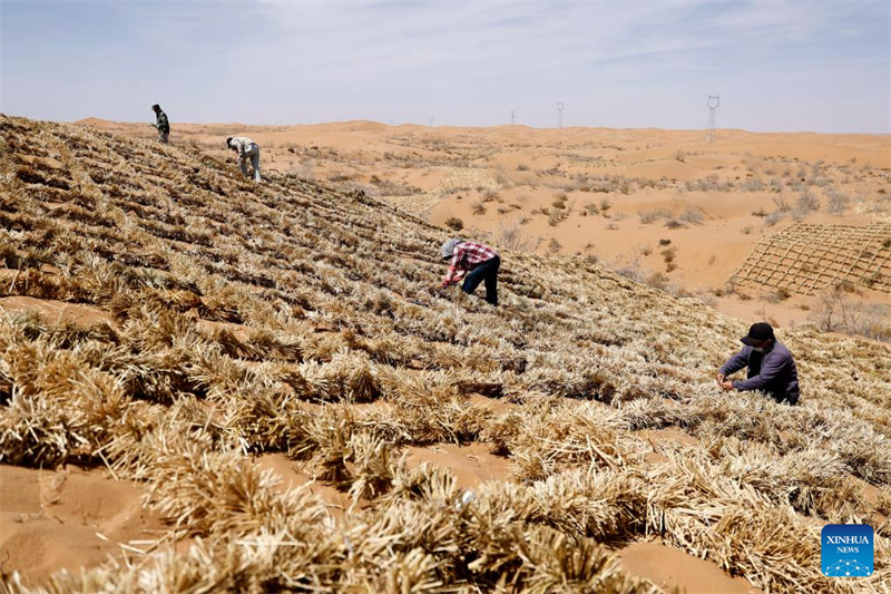 Ningxia : l'amélioration des barrières contre le sable du désert de Tengger à Zhongwei