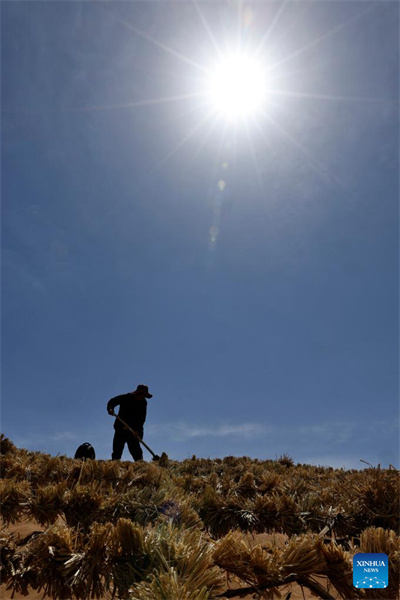 Ningxia : l'amélioration des barrières contre le sable du désert de Tengger à Zhongwei