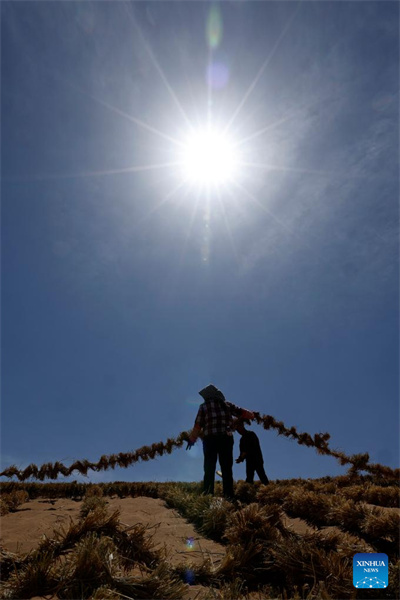 Ningxia : l'amélioration des barrières contre le sable du désert de Tengger à Zhongwei