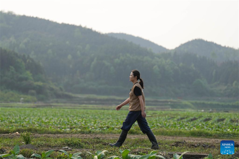 Hunan : une nouvelle agricultrice apporte innovation et compétences sur le terrain à Chenzhou