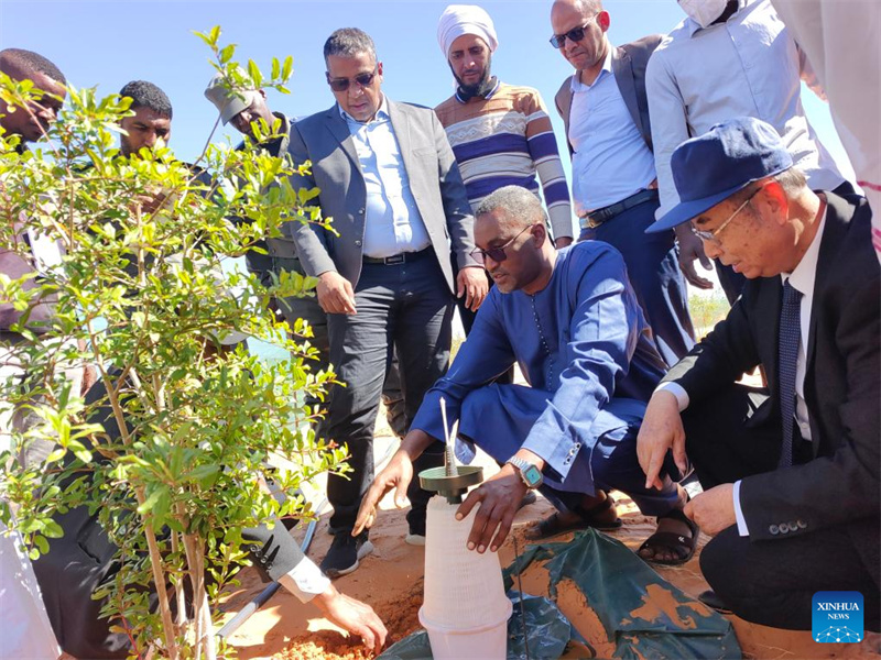 Comment l'innovation technologique chinoise en matière de plantation d'arbres remodèle les efforts visant à verdir les terres arides