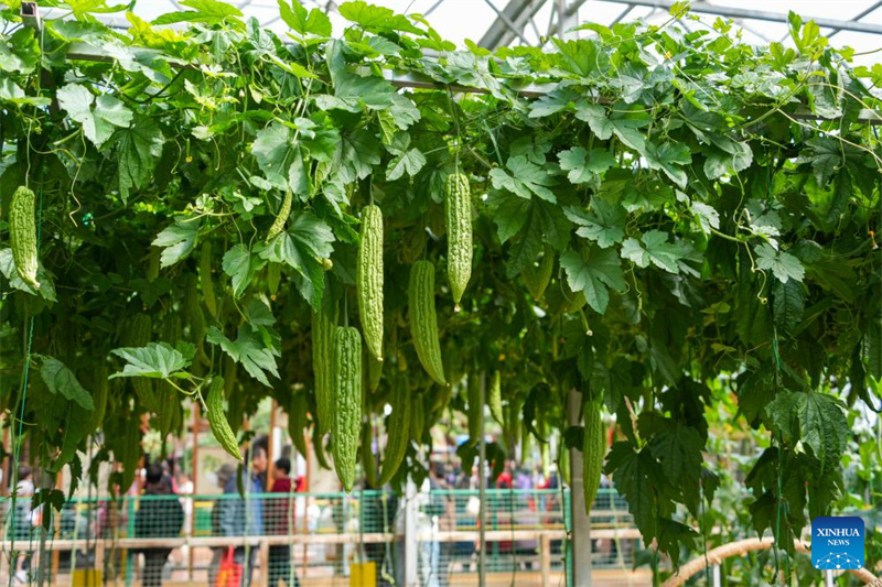 Shandong : ouverture d'une exposition internationale sur la science et la technologie des légumes à Shouguang