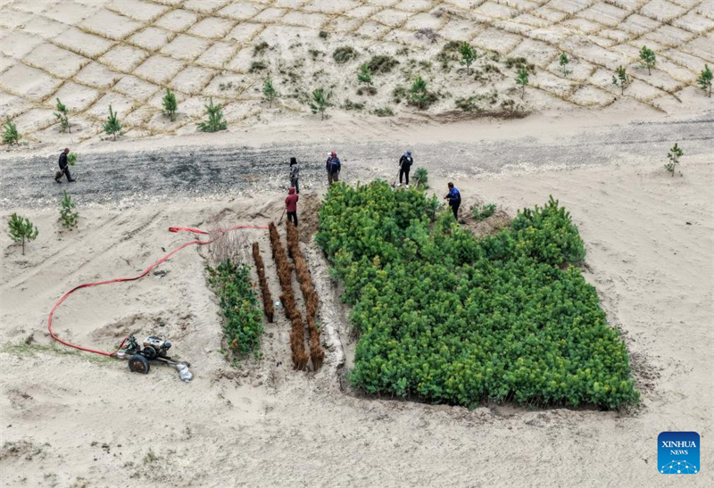 Mongolie intérieure : les efforts de lutte contre la désertification se poursuivent dans la bannière arrière gauche d'Horqin