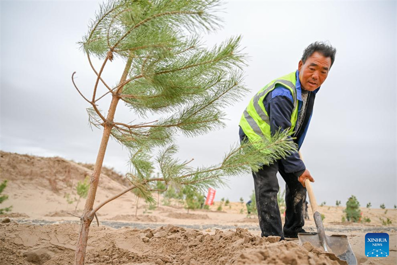 Mongolie intérieure : les efforts de lutte contre la désertification se poursuivent dans la bannière arrière gauche d'Horqin