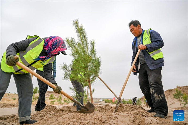 Mongolie intérieure : les efforts de lutte contre la désertification se poursuivent dans la bannière arrière gauche d'Horqin