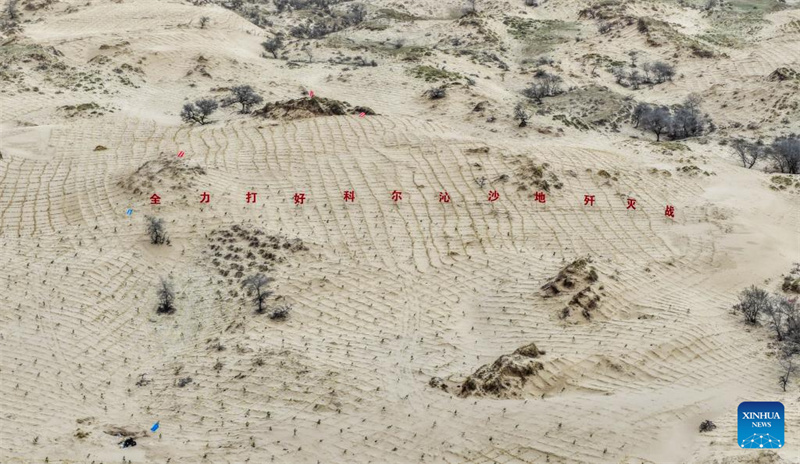 Mongolie intérieure : les efforts de lutte contre la désertification se poursuivent dans la bannière arrière gauche d'Horqin