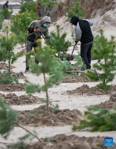 Mongolie intérieure : les efforts de lutte contre la désertification se poursuivent dans la bannière arrière gauche d'Horqin
