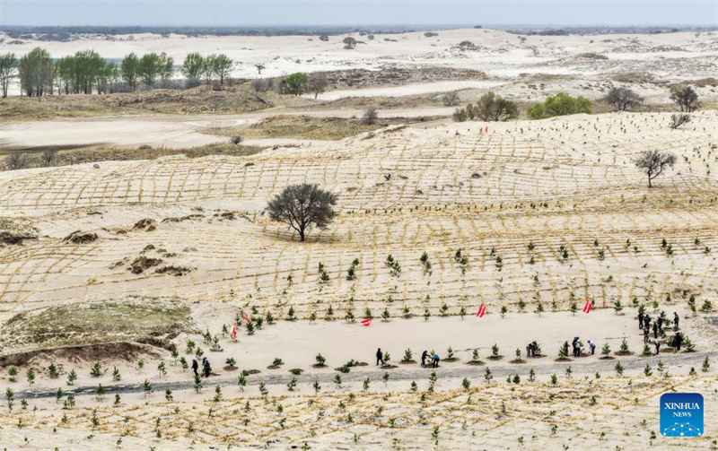 Mongolie intérieure : les efforts de lutte contre la désertification se poursuivent dans la bannière arrière gauche d'Horqin