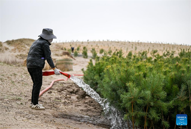 Mongolie intérieure : les efforts de lutte contre la désertification se poursuivent dans la bannière arrière gauche d'Horqin