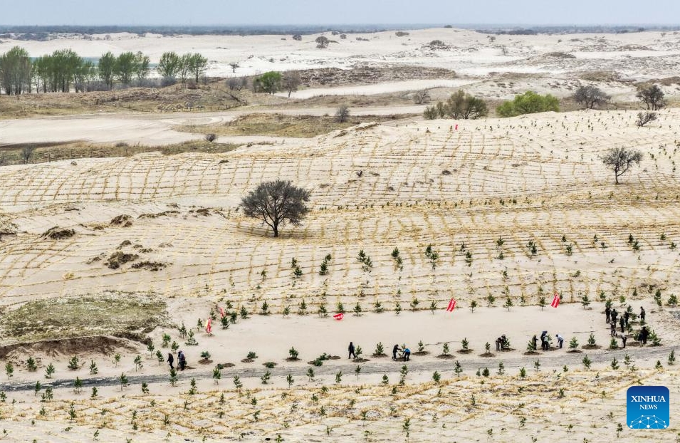 Mongolie intérieure : les efforts de lutte contre la désertification se poursuivent dans la bannière arrière gauche d'Horqin