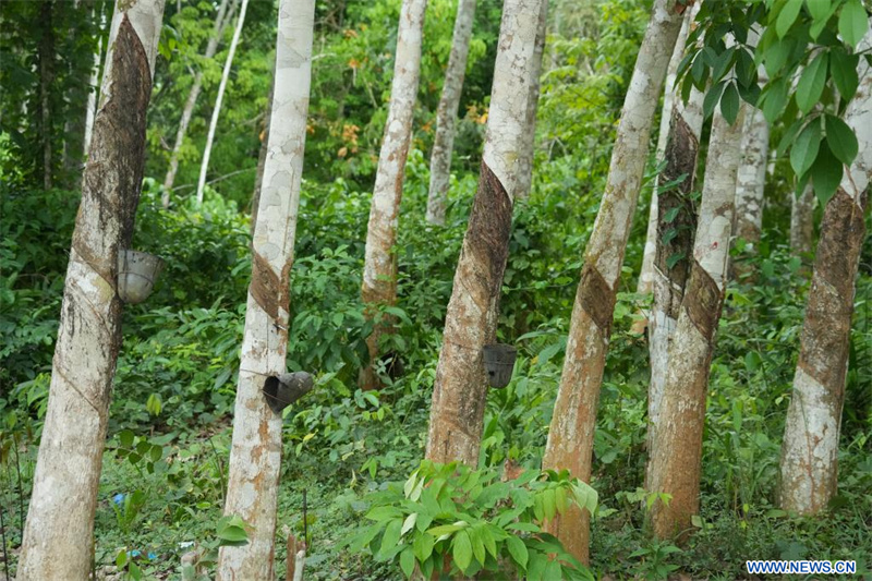 La politique de zéro droit de douane ouvre de nouvelles perspectives au caoutchouc ivoirien