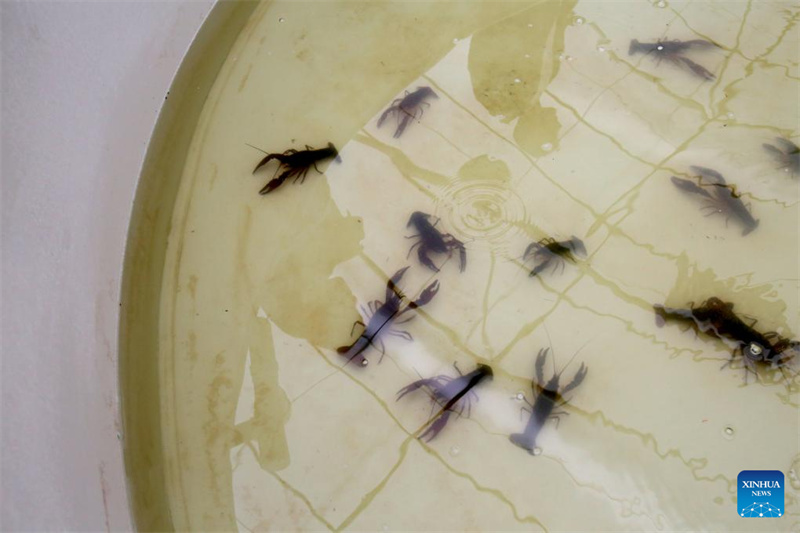 Jiangsu : l'industrie de l'écrevisse est florissante à Xuyi