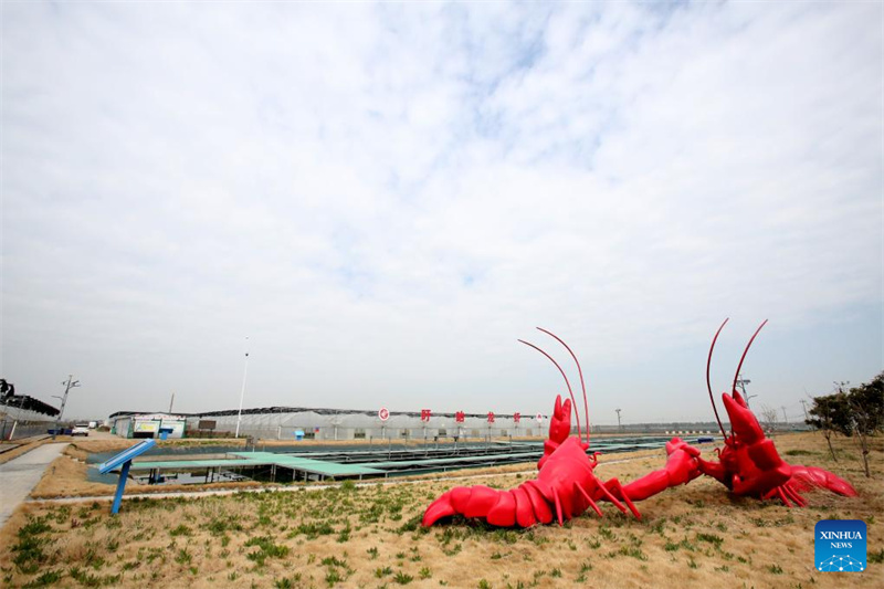 Jiangsu : l'industrie de l'écrevisse est florissante à Xuyi
