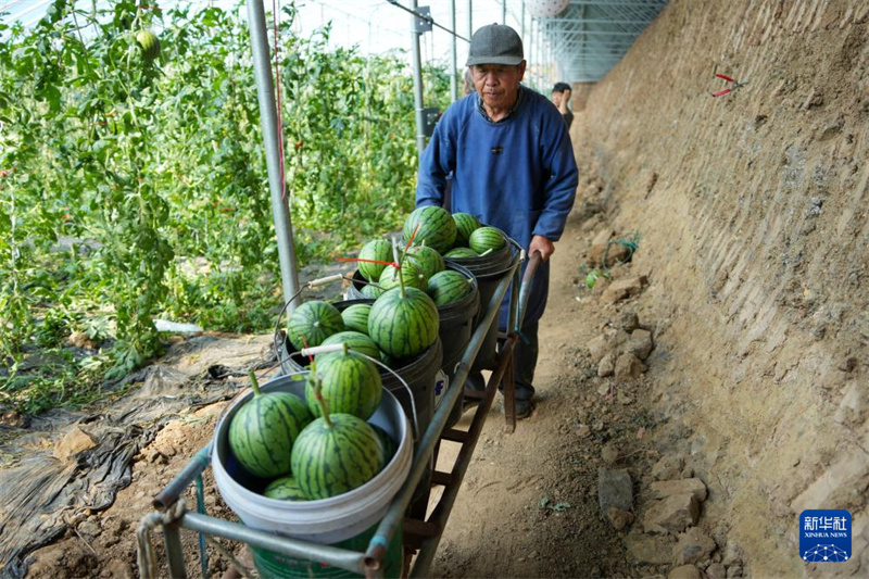 Shandong : les mini-pastèques sont mûres et la récolté bat son plein à Weifang