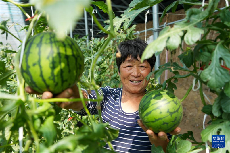 Shandong : les mini-pastèques sont mûres et la récolté bat son plein à Weifang