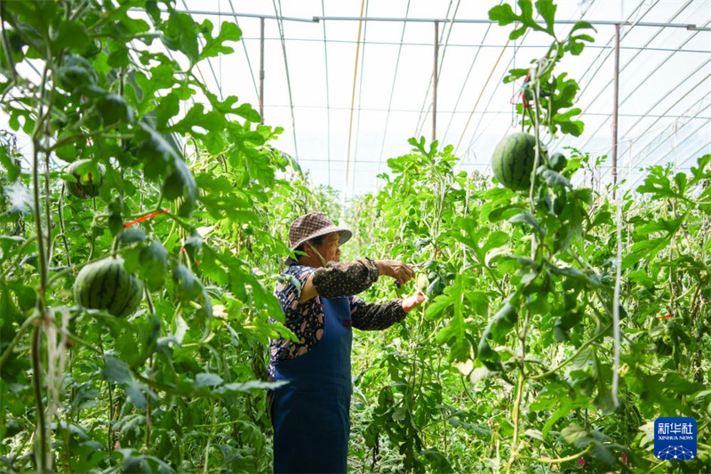 Shandong : les mini-pastèques sont mûres et la récolté bat son plein à Weifang