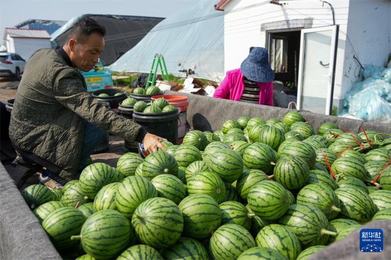 Shandong : les mini-pastèques sont mûres et la récolté bat son plein à Weifang