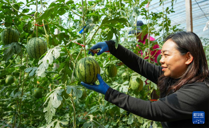 Shandong : les mini-pastèques sont mûres et la récolté bat son plein à Weifang