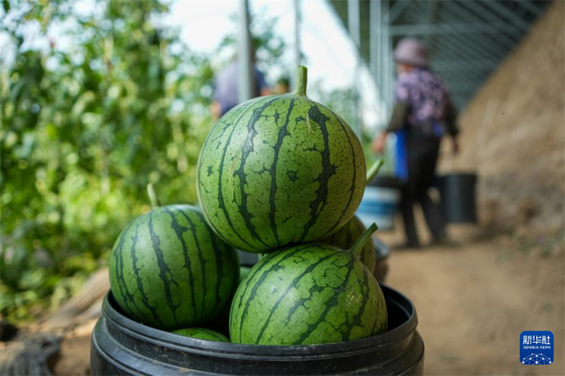 Shandong : les mini-pastèques sont mûres et la récolté bat son plein à Weifang