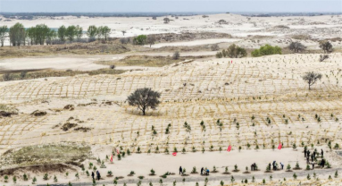 Mongolie intérieure : les efforts de lutte contre la désertification se poursuivent dans la bannière arrière gauche d'Horqin