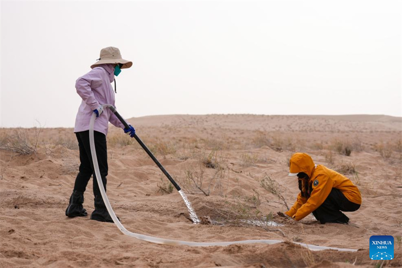Gansu : des volontaires construisent un avenir vert sur les terres sablonneuses de Minqin