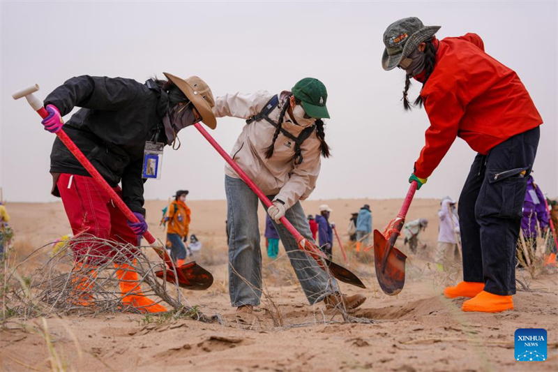 Gansu : des volontaires construisent un avenir vert sur les terres sablonneuses de Minqin