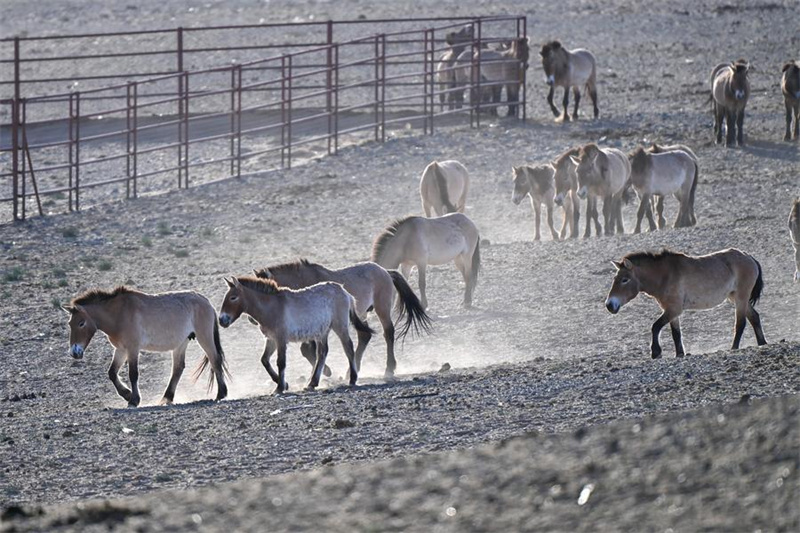Xinjiang : la population sauvage du cheval de Przewalski progresse régulièrement