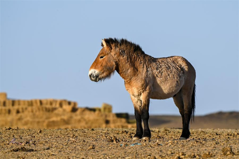 Xinjiang : la population sauvage du cheval de Przewalski progresse régulièrement