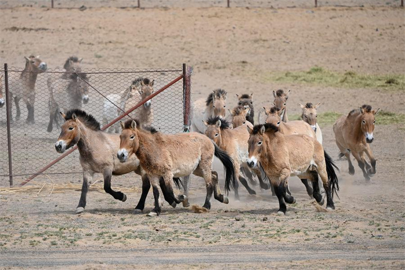 Xinjiang : la population sauvage du cheval de Przewalski progresse régulièrement