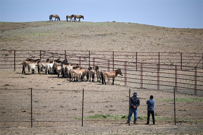 Xinjiang : la population sauvage du cheval de Przewalski progresse régulièrement