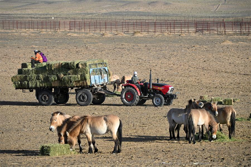 Xinjiang : la population sauvage du cheval de Przewalski progresse régulièrement