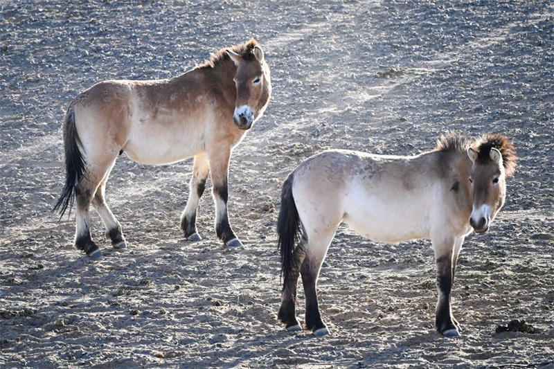 Xinjiang : la population sauvage du cheval de Przewalski progresse régulièrement