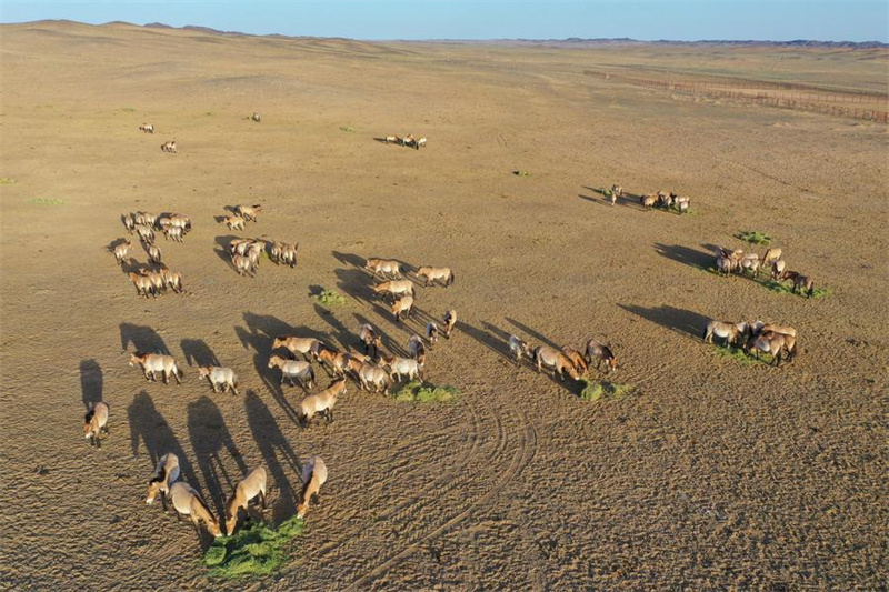 Xinjiang : la population sauvage du cheval de Przewalski progresse régulièrement