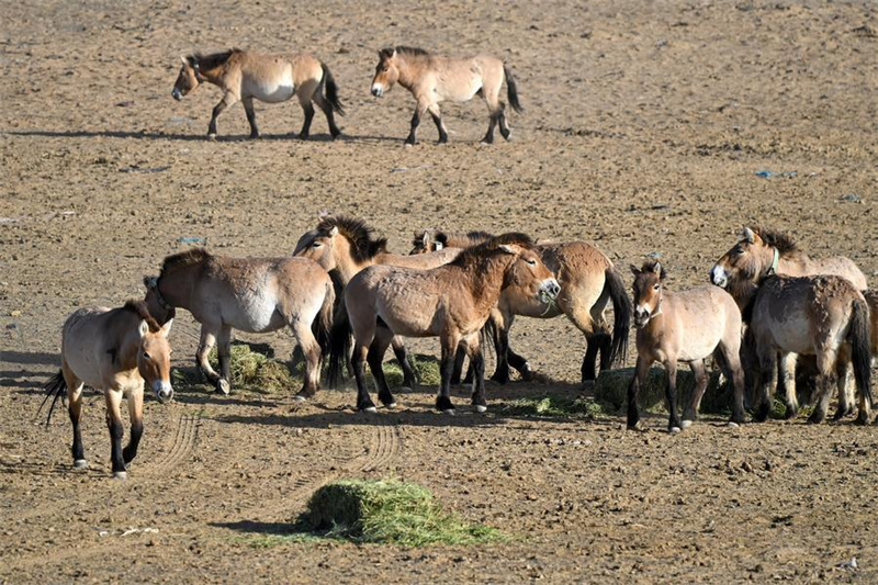 Xinjiang : la population sauvage du cheval de Przewalski progresse régulièrement
