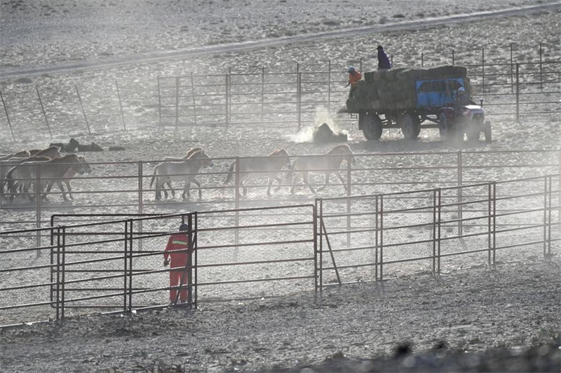 Xinjiang : la population sauvage du cheval de Przewalski progresse régulièrement